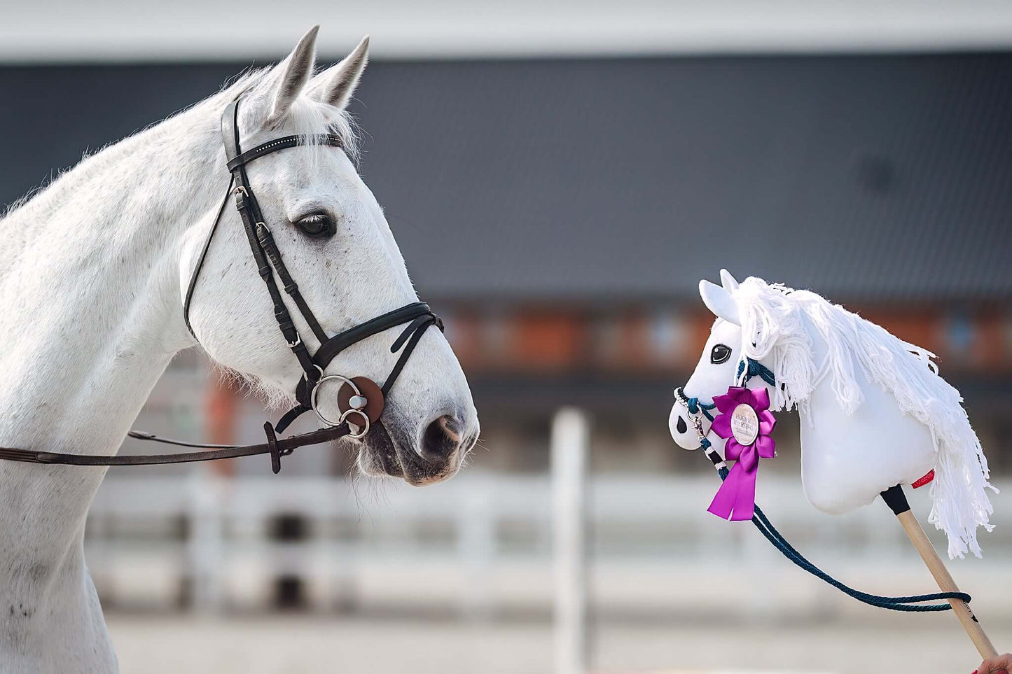 Un cheval blanc avec une bride regarde le « Hobby Horse personnalisé d'après votre photo » de Hobby Horse LarDen, avec une cocarde violette, sur fond extérieur flou avec un bâtiment et une clôture.