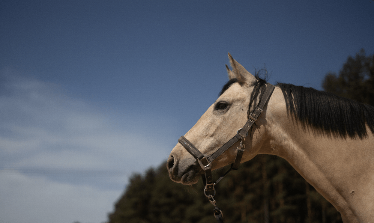 Nahaufnahme eines hellbraunen Pferdes mit dunkler Mähne, das im Freien unter klarem blauem Himmel und Bäumen ein Halfter trägt – perfekte Inspiration für alle Hobby Horsing-Begeisterten oder für alle, die ihre eigenen Hobby Horse-Abenteuer lieben.