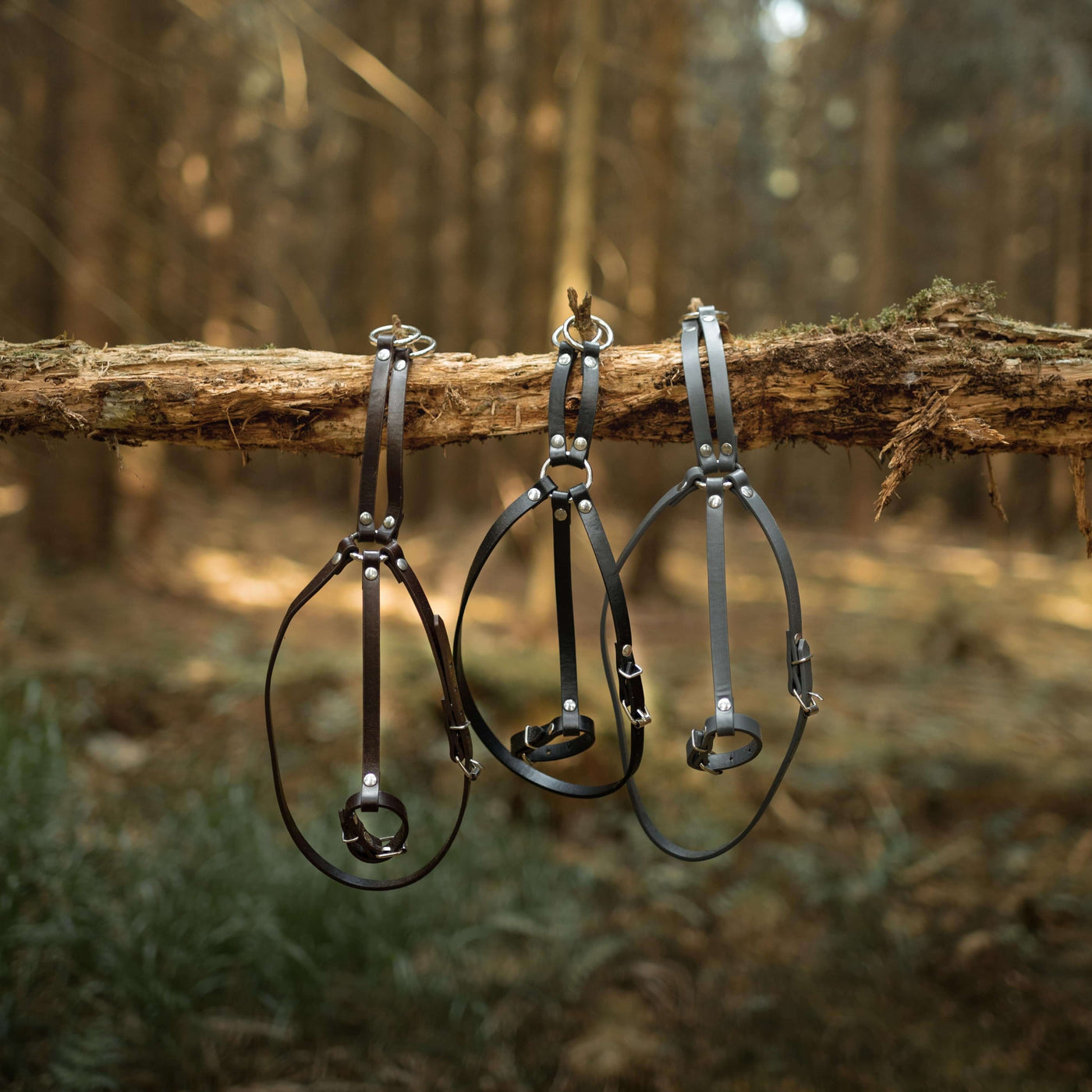 Drei Lederhalfter in verschiedenen Farben hängen an einem umgestürzten Ast in einem sonnenbeschienenen Wald und vermitteln den Geist von Hobby Horsing, mit unscharfen Bäumen und Laub im Hintergrund.
