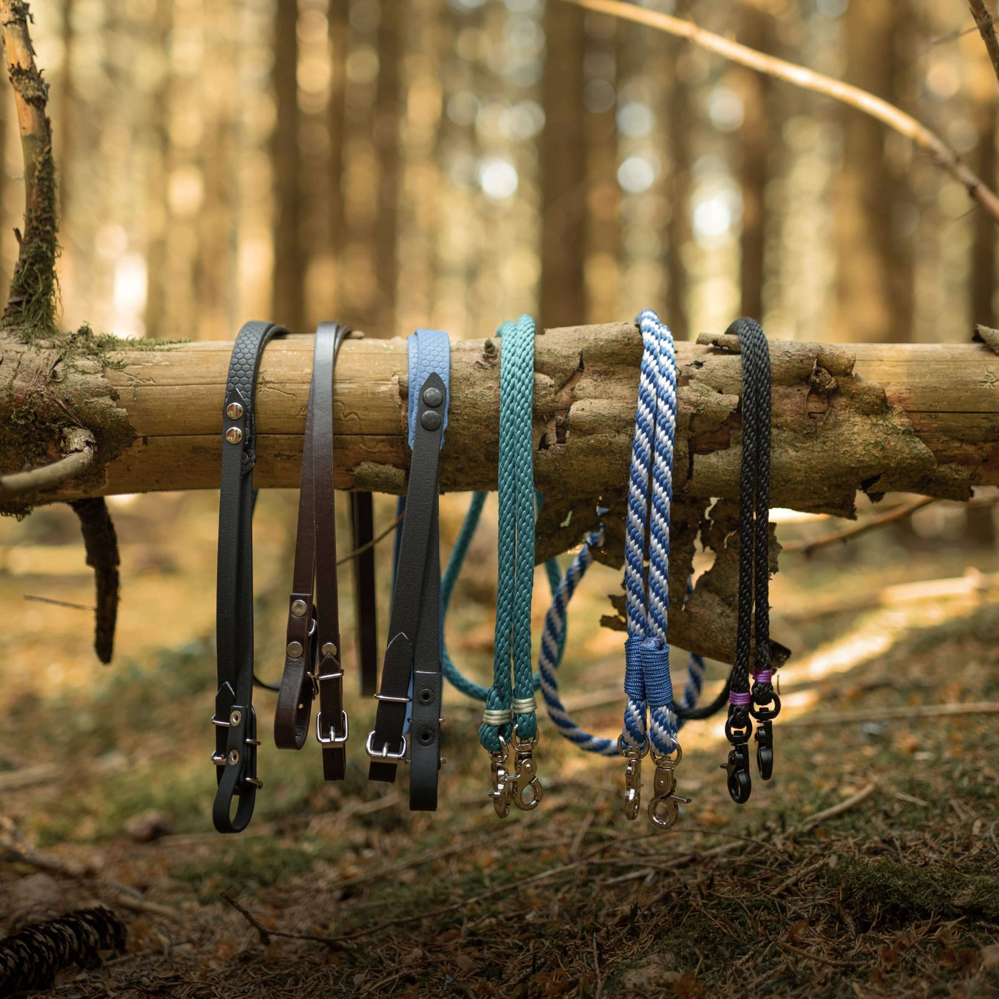 Sechs verschiedene Hundeleinen aus Leder, Seil und geflochtenen Materialien hängen nebeneinander an einem umgefallenen Ast in einem sonnigen Wald – perfekt für einen abenteuerlichen Tag mit dem Hund oder auch für eine Runde Hobby Horsing zwischen hohen Bäumen und gesprenkeltem Sonnenlicht.