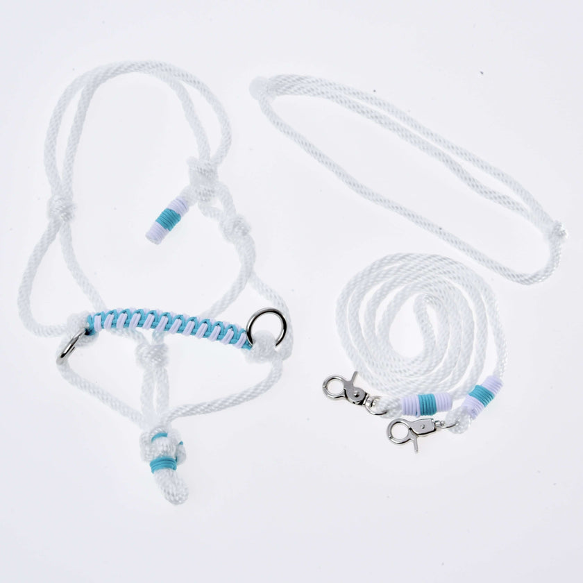 Ensemble de corde Reine Blanche